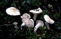 Hygrophorus cossus
